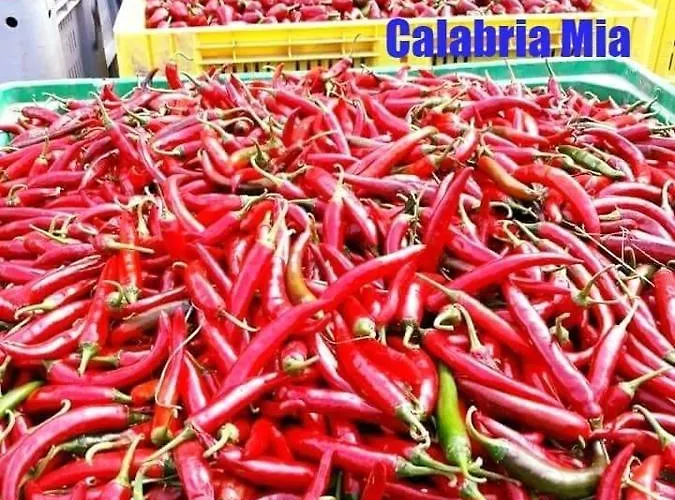 Calabria Mare Nocleg ze śniadaniem 4*